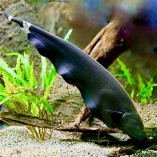 Apteronotus albifrons   Zwarte geest  M@